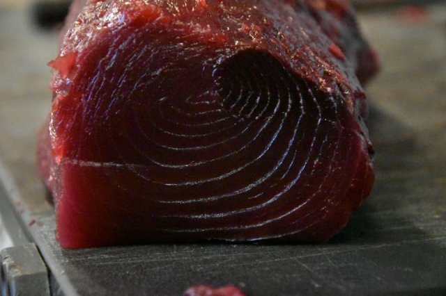 tonno rosso del mediterraneo